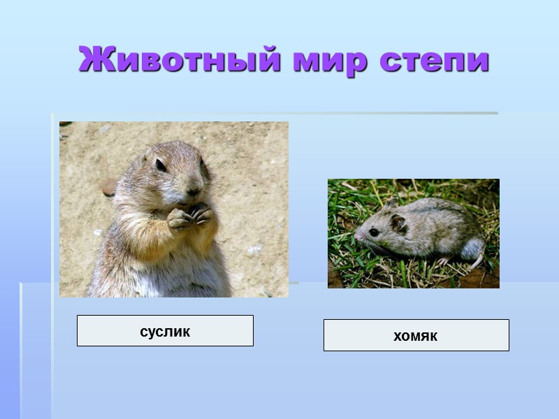 Животный мир степи суслик хомяк